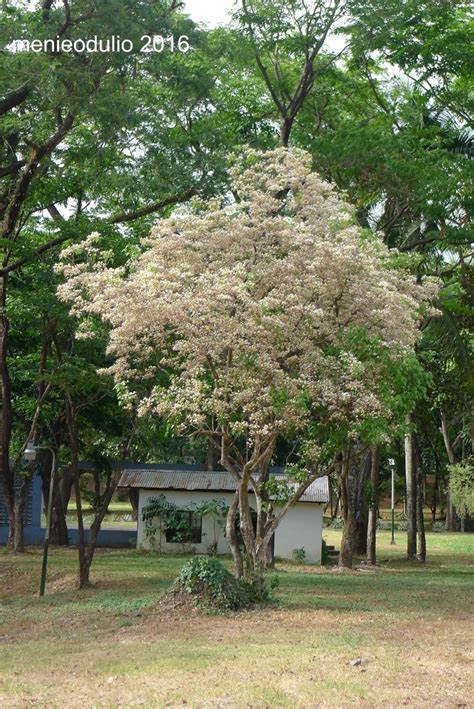 Salingbobog Tree .